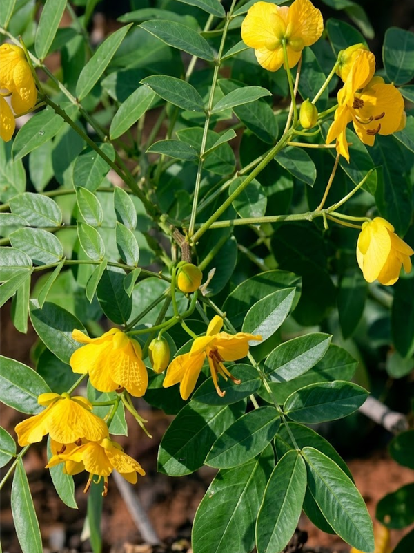 SENNA ALEXANDRINA SEEDS
