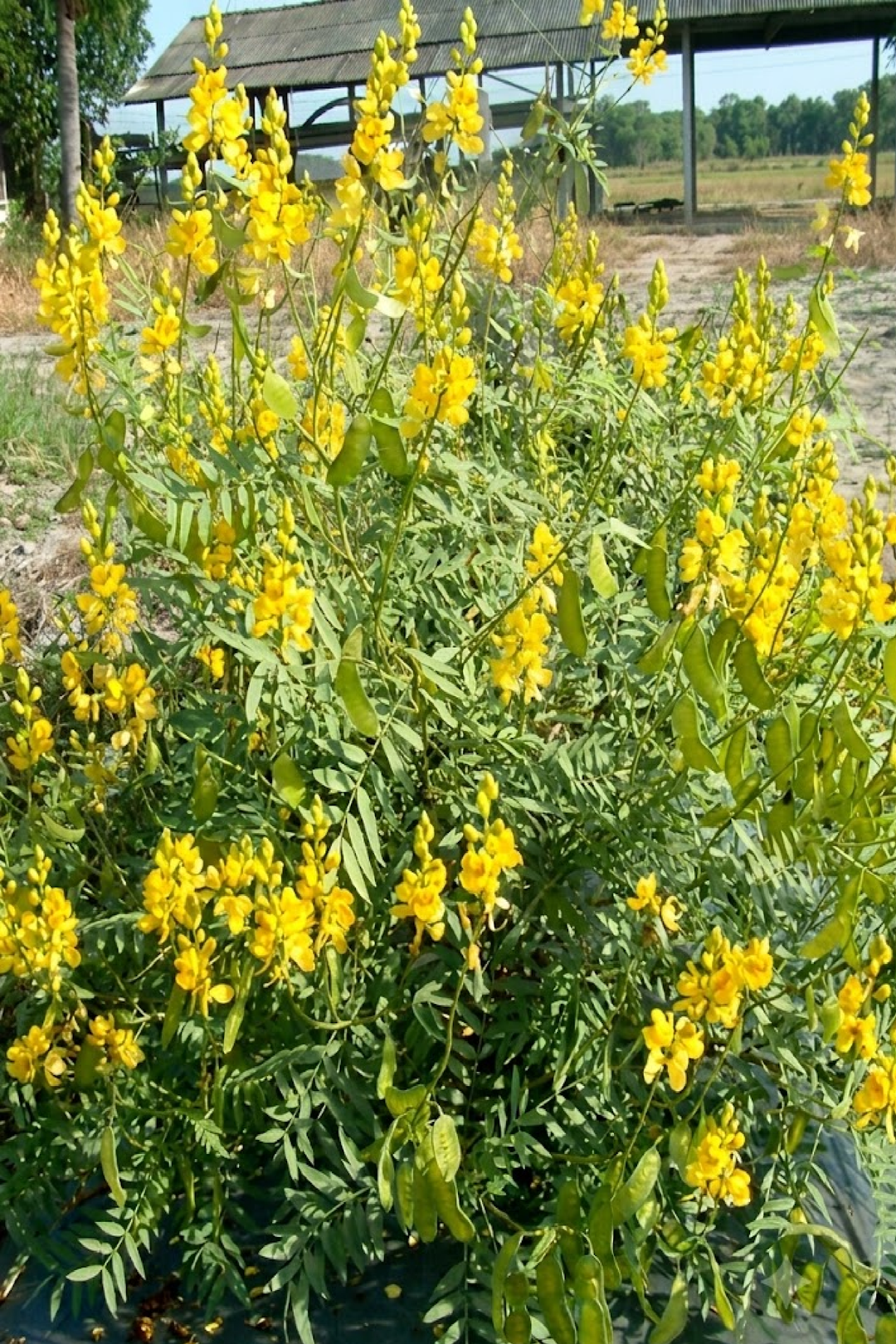 بذور عشبة السنامكي - العشرج