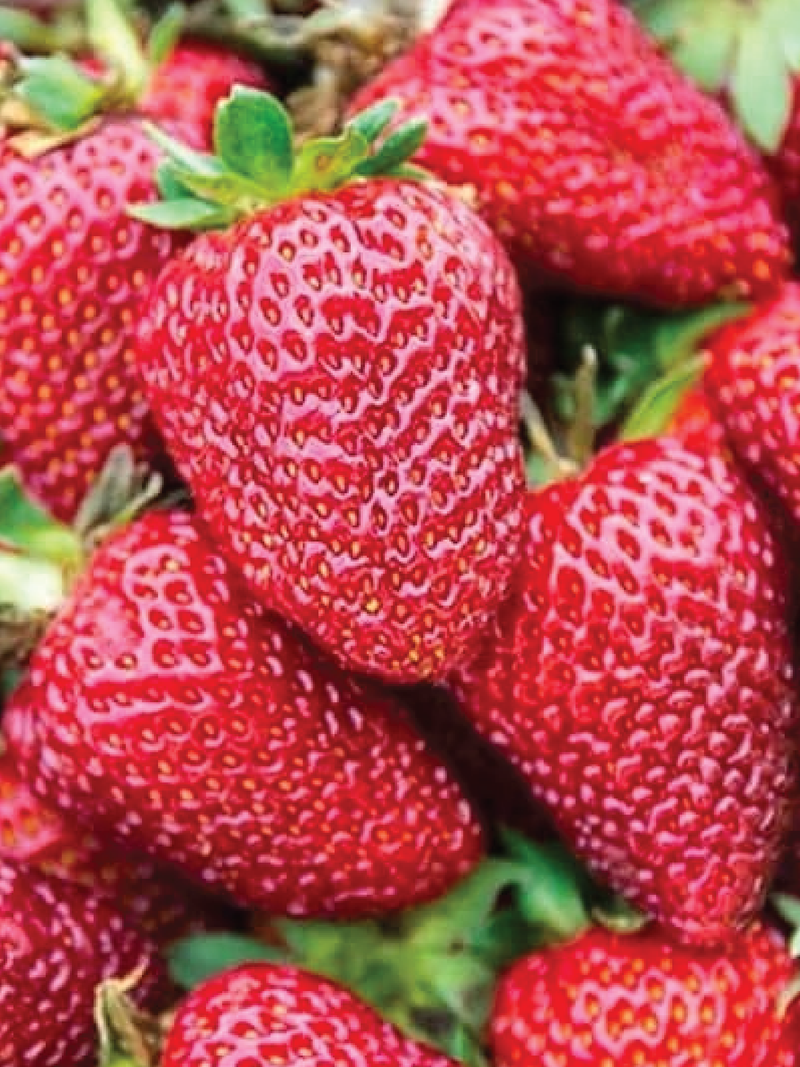 ORGANIC SWEET SENSATION STRAWBERRY SEEDLING <br>شتلات الفراولة سويت سنسيشن العضوية