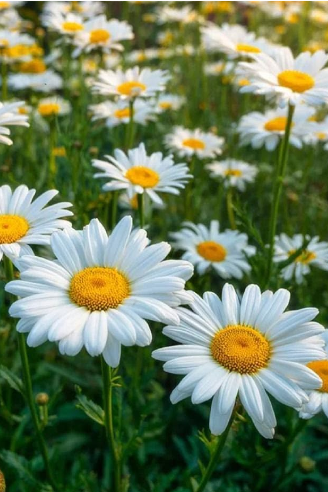 SHASTA DAISY SEEDS