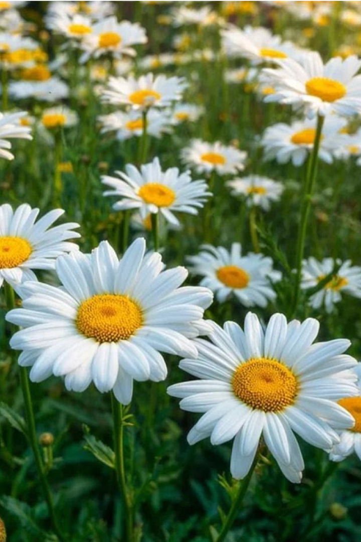SHASTA DAISY SEEDS
