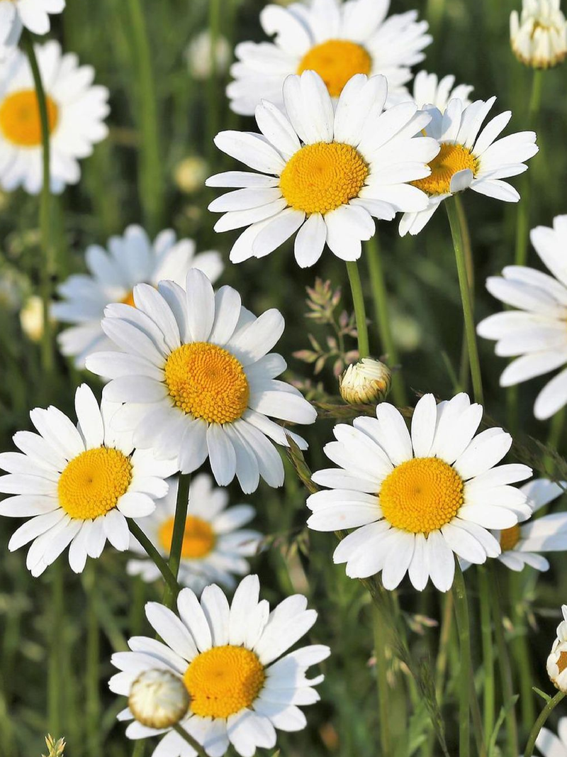 SHASTA DAISY SEEDS