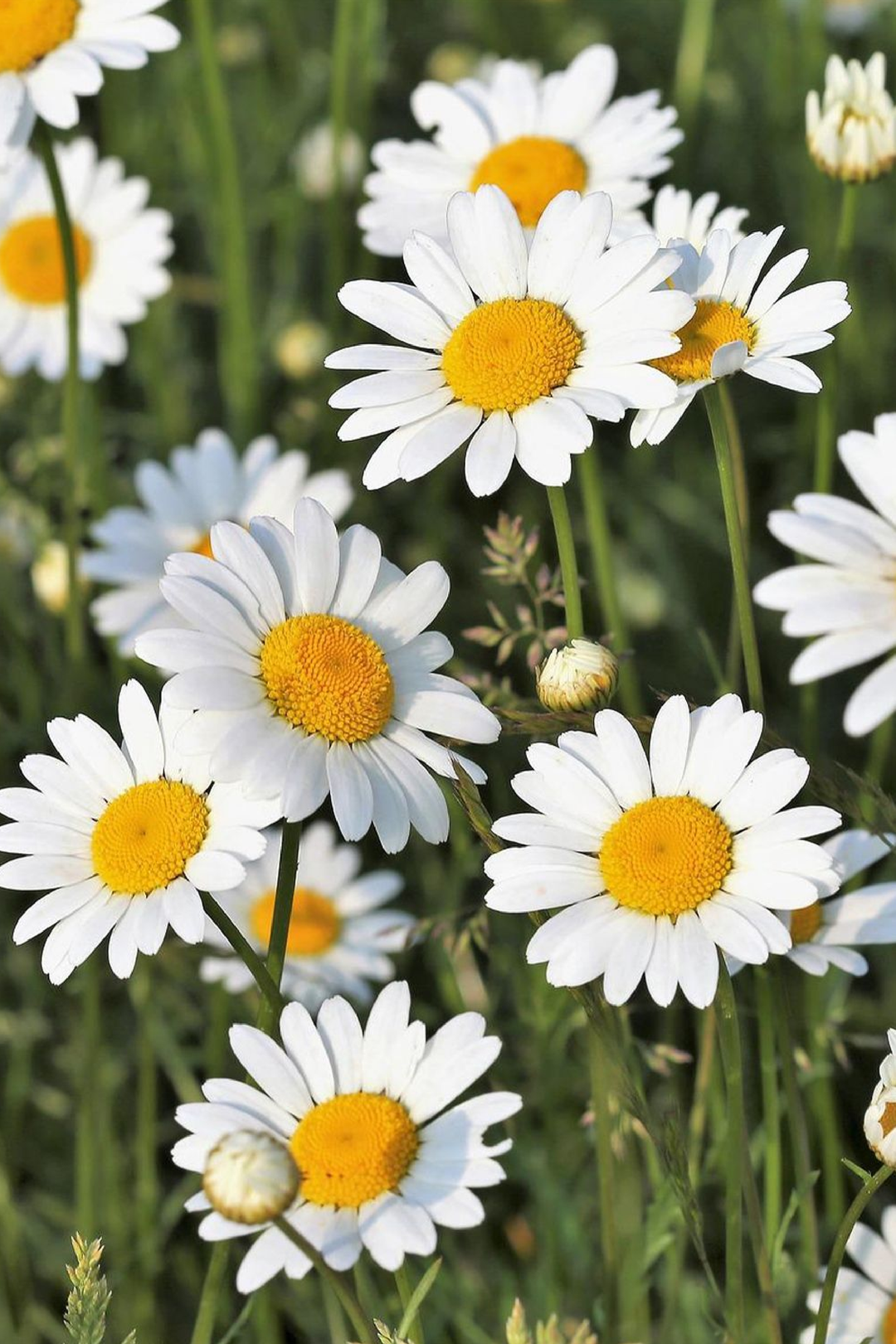 SHASTA DAISY SEEDS