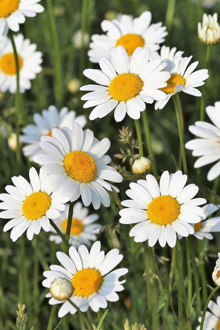 SHASTA DAISY SEEDS