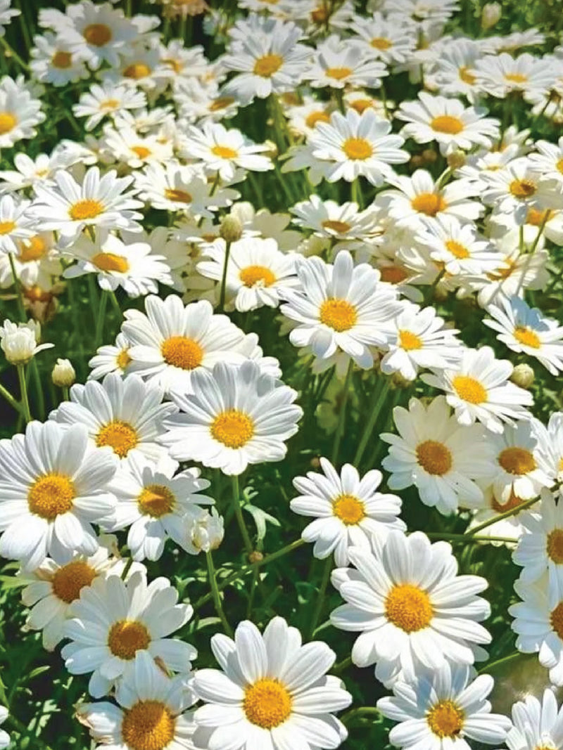 SHASTA DAISY FLOWER SEEDLING <br> شتلات زهور شاستا ديزي