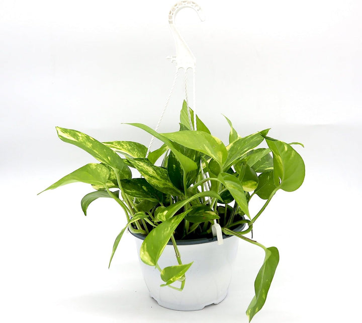 HANGING MONEY PLANT