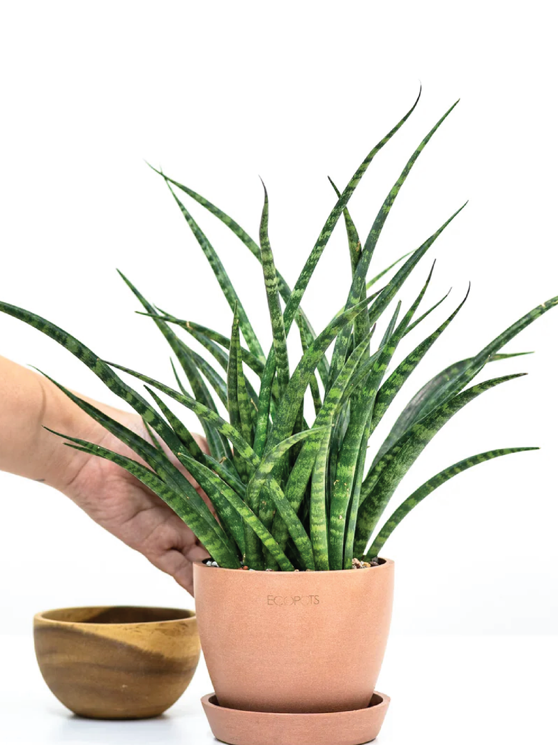 SANSEVIERIA FRENWOOD PUNK PLANT