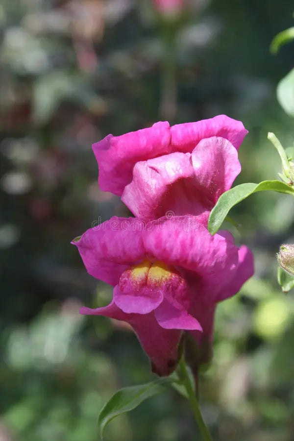 MIX SNAPDRAGON FLOWER SEEDLING<br> شتلات زهور سناب دراجون مكس