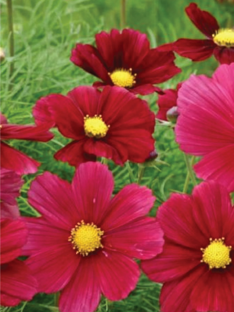 COSMOS RED SONATA SEEDLING <br>شتلات زهور الكوزموس سوناتا
