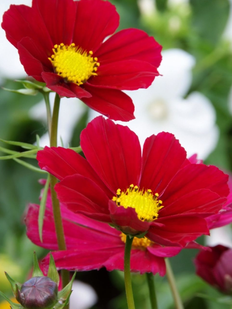 SONATA COSMOS SEEDS