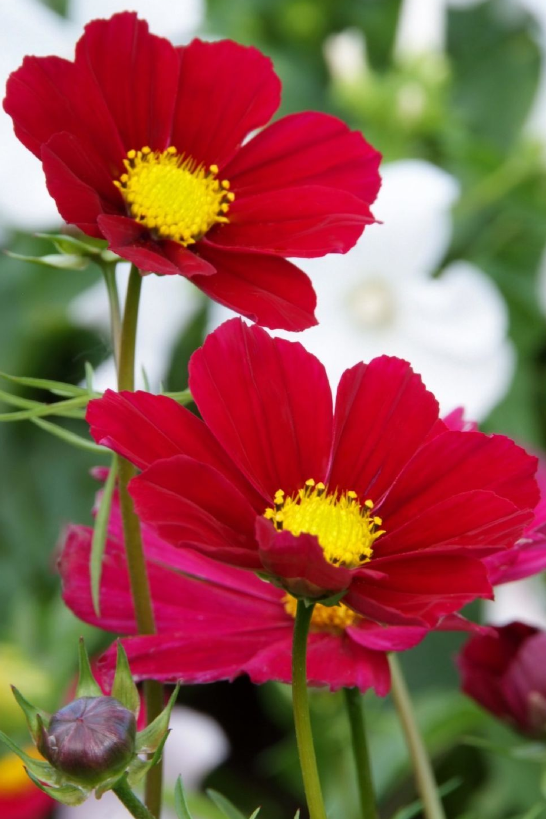 SONATA COSMOS SEEDS