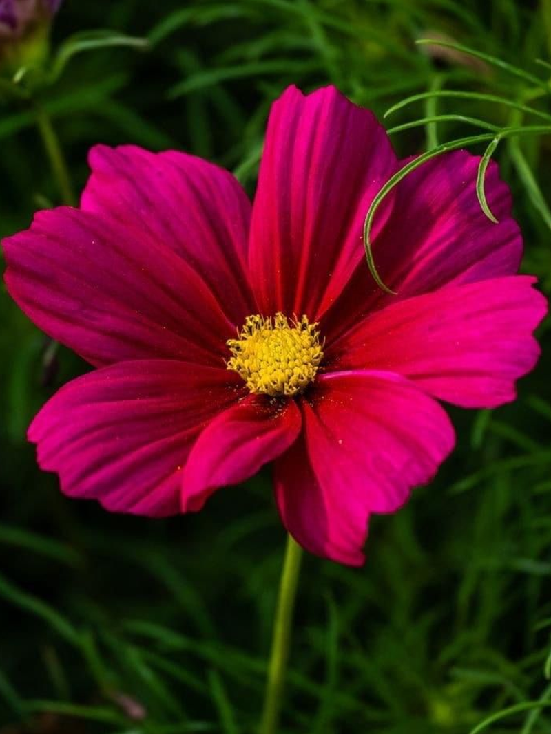 SONATA COSMOS SEEDS