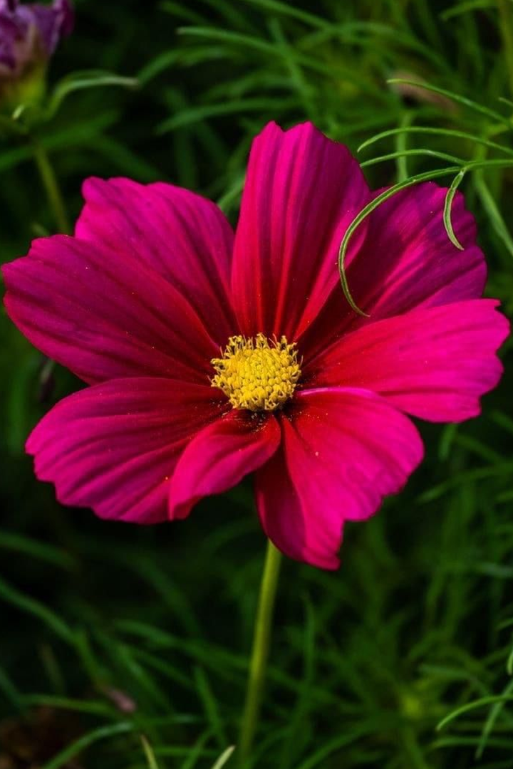 SONATA COSMOS SEEDS