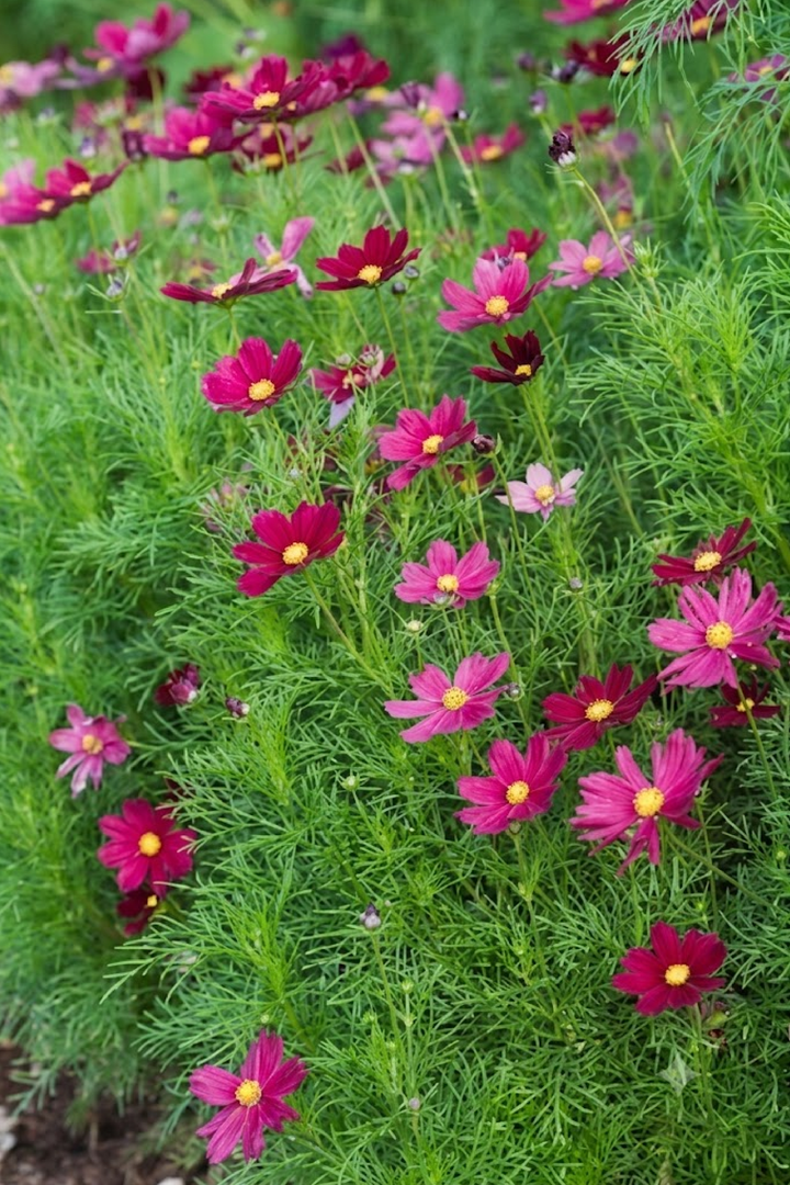 SONATA COSMOS SEEDS