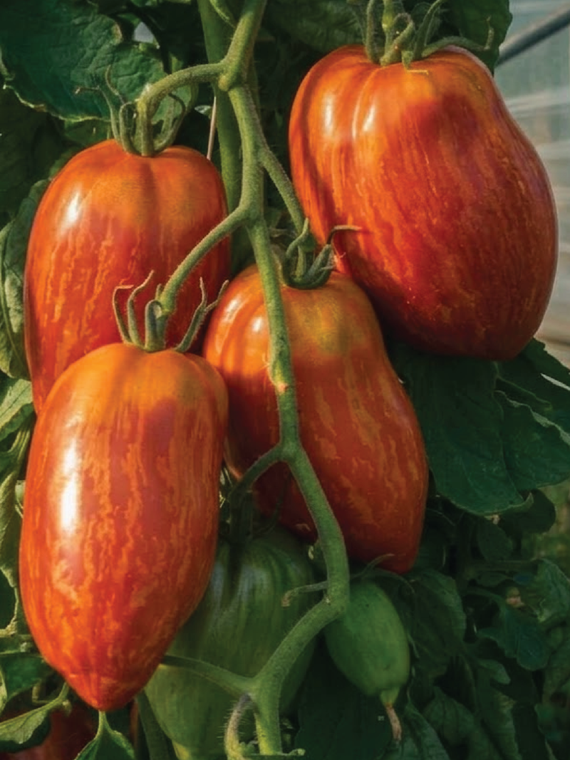 ORGANIC TOMATO SPECKLED ROMAN SEEDS <br> بذور الطماطم الرومانية المرقطة العضوية