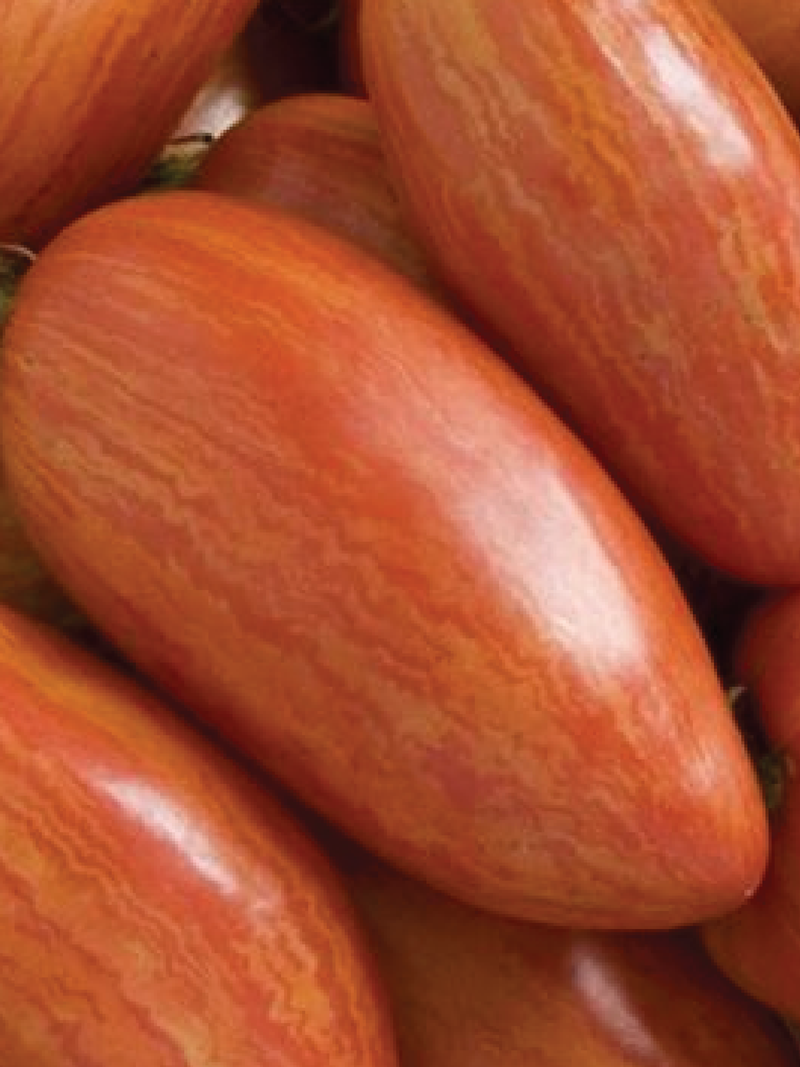 ORGANIC TOMATO SPECKLED ROMAN SEEDS <br> بذور الطماطم الرومانية المرقطة العضوية