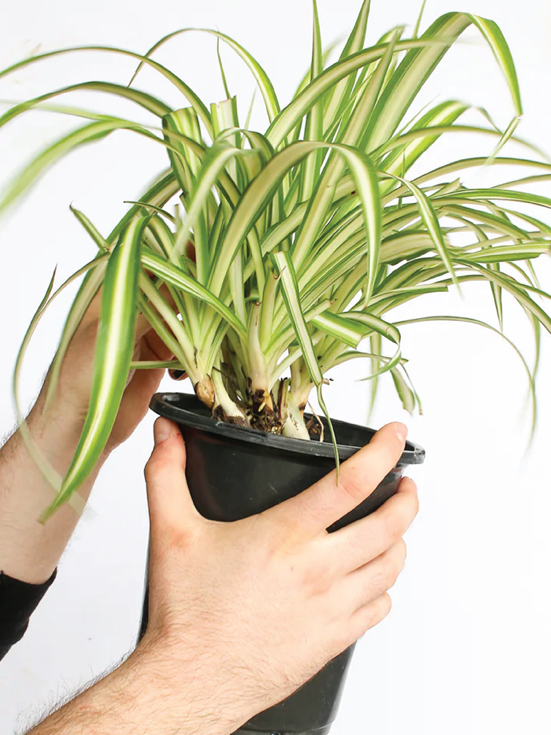 SPIDER PLANT - Plantology Lab Trading