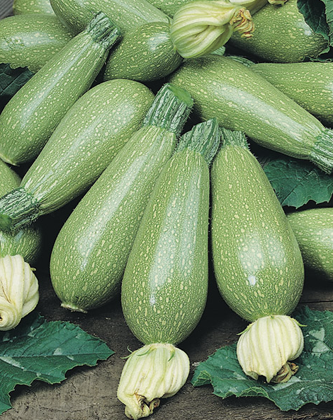 ZUCCHINI SQUASH SEEDS<br>بذور الكوسا