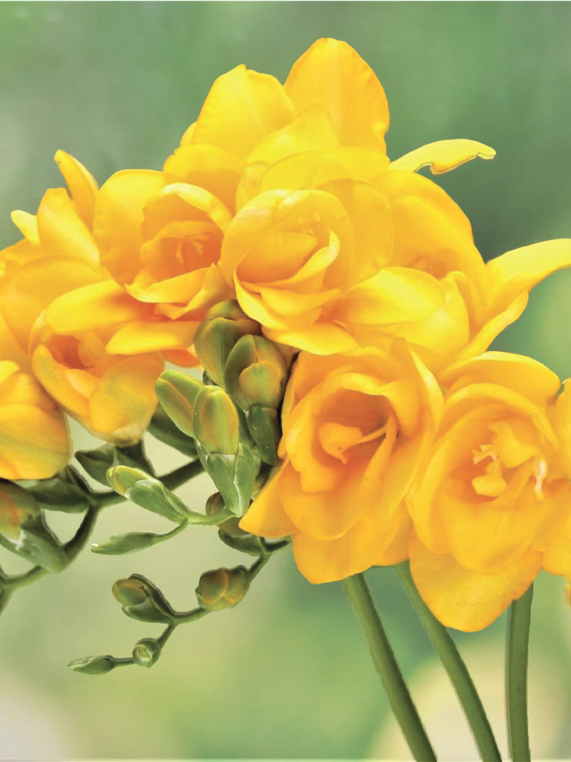 FRESSIA YELLOW FLOWER BULBS <br>أبصال زهرة الفريزيا الصفراء