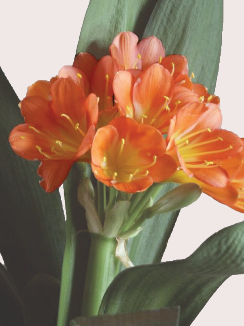 ORANGE BUSH LILY BULBS <br>أبصال زنبق شجيرة البرتقال