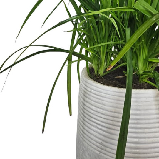 Pandanus Baptistii With Clay Pot Outdoor Plants For Balcony Buy Now