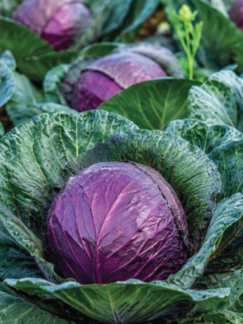 RED ACRE CABBAGE SEEDS <br> بذور ملفوف ريد أيكر