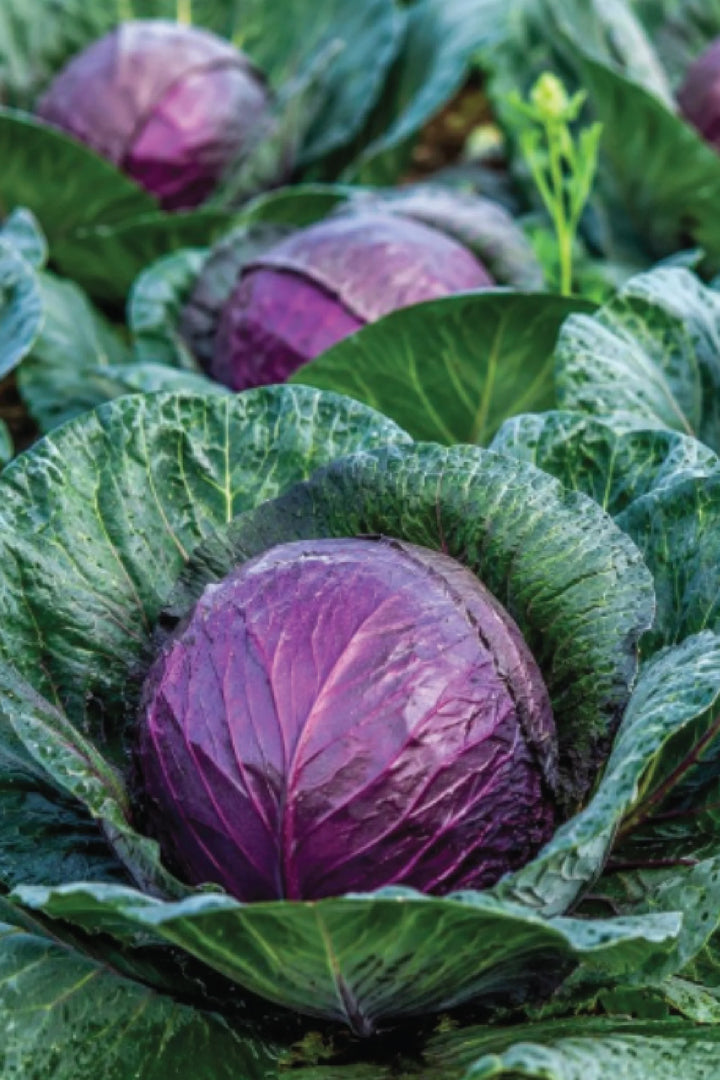 ORGANIC RED ACRE CABBAGE SEEDLING