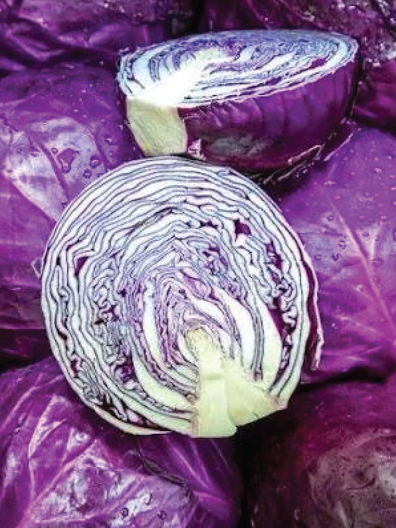 RED ACRE CABBAGE SEEDS <br> بذور ملفوف ريد أيكر