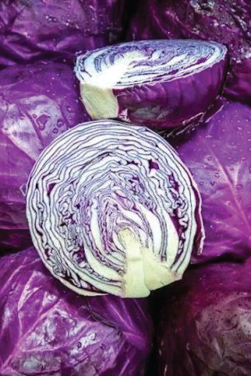 ORGANIC RED ACRE CABBAGE SEEDLING