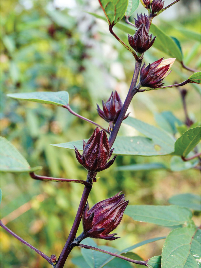 MAROON KARKADI SEEDS <br> بذور كركديه كستنائي