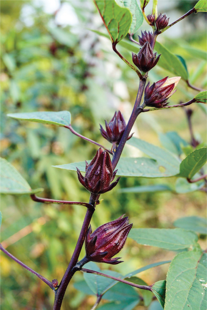 MAROON HIBISCUS SEEDS