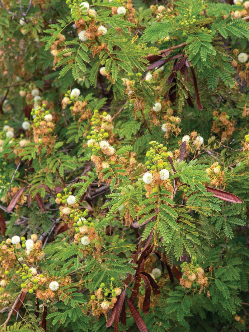 LEUCAENA TREE SEEDS <br> بذور شجرة اللوسيانا