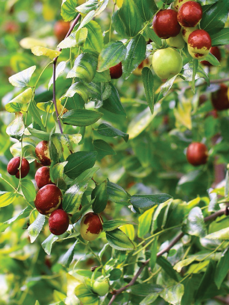 JUJUBE TREE SEEDS <br> بذور شجرة العناب