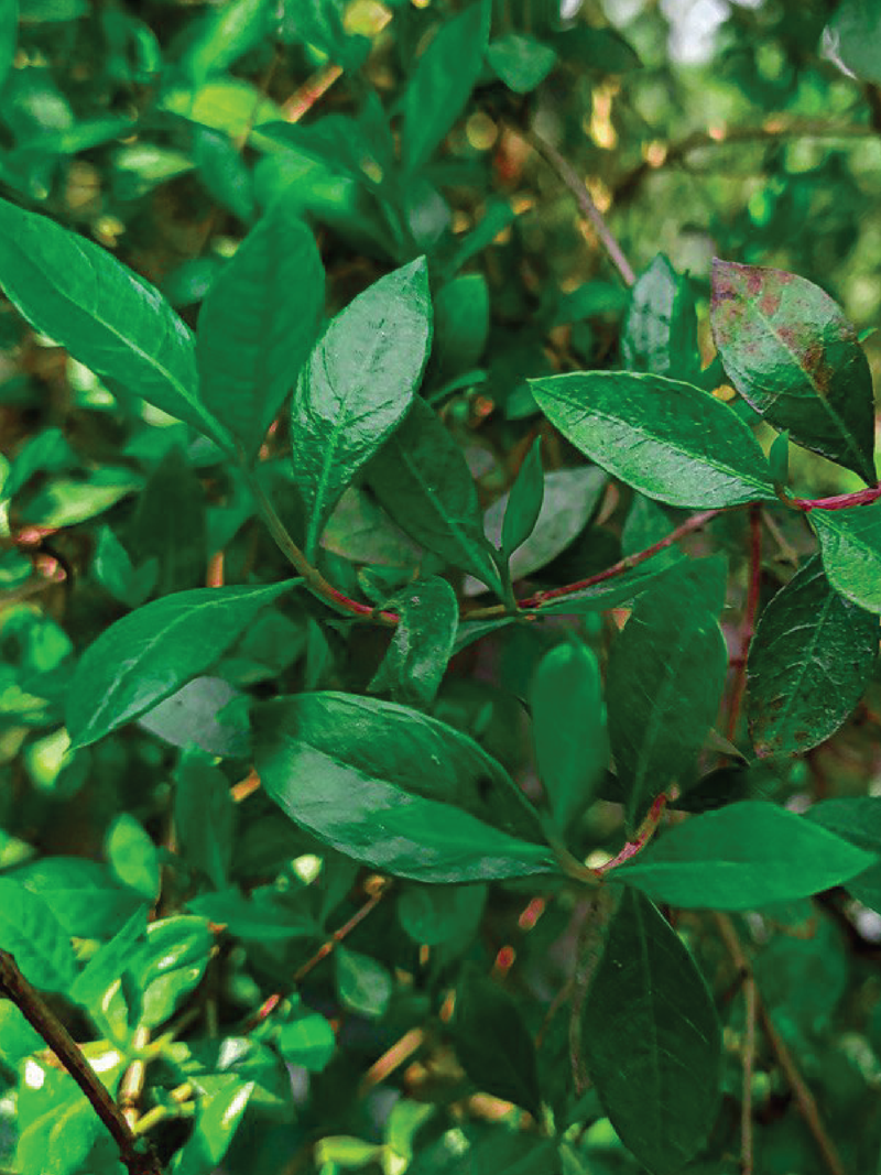 HENNA TREE SEEDS <br> بذور شجرة الحناء