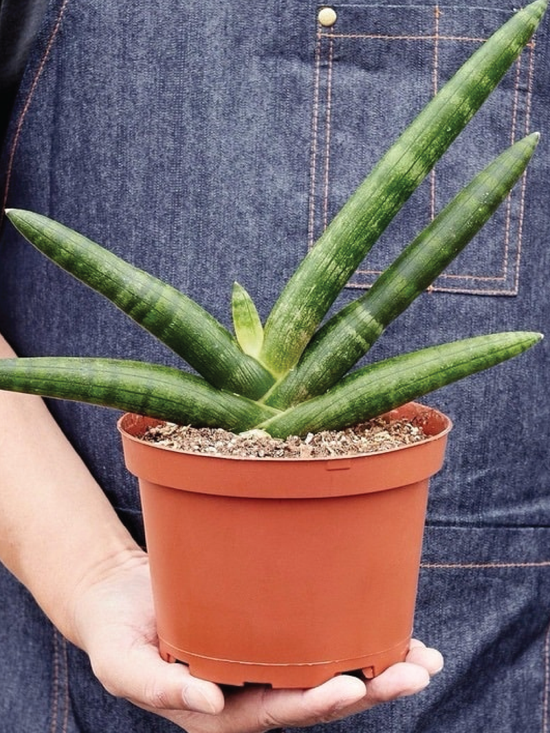STARFISH SNAKE PLANT