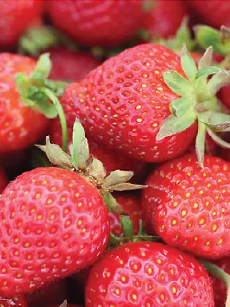AMERICAN STRAWBERRY SEEDLING <br>شتلات الفراولة الامريكية
