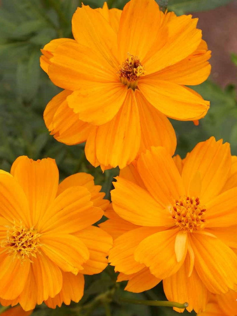 SULFUR COSMOS SEEDS