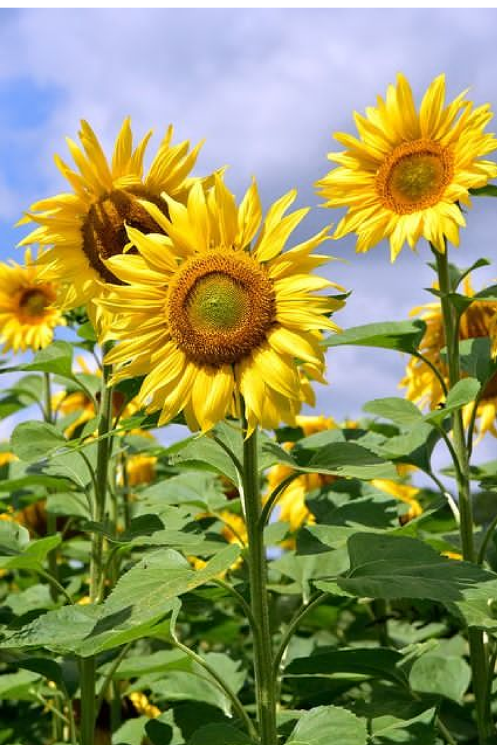 SUNFLOWER MAMMOTH RUSSIAN SEEDS