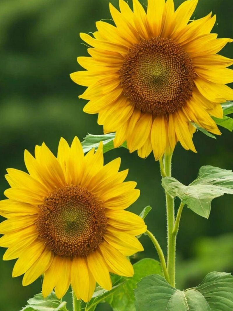 SUNFLOWER MAMMOTH RUSSIAN SEEDS