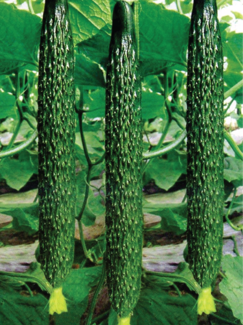 ORGANIC SUYO LONG CUCUMBER SEEDLING  شتلة خيار سويو الطويل العضوية
