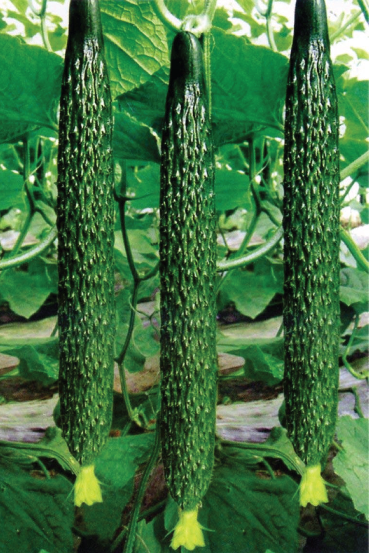 ORGANIC SUYO LONG CUCUMBER SEEDLING