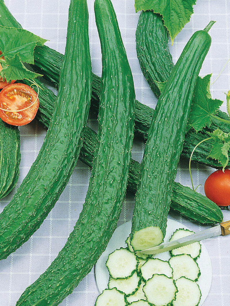 ORGANIC SUYO LONG CUCUMBER SEEDLING  شتلة خيار سويو الطويل العضوية