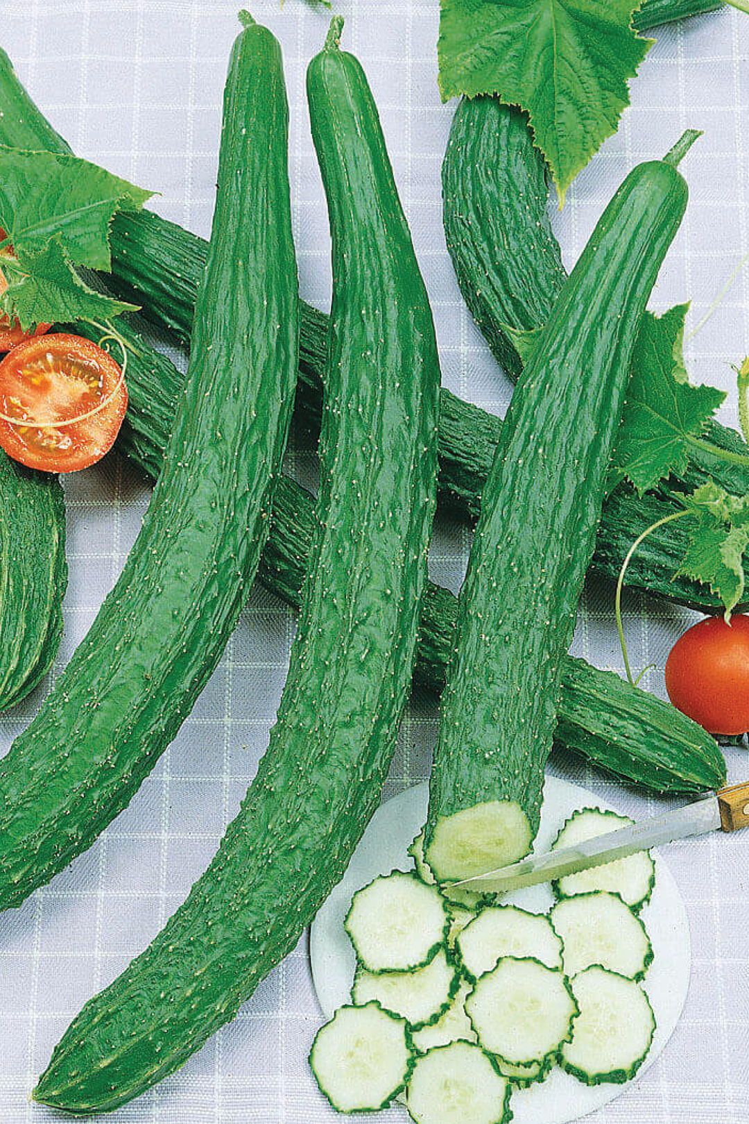ORGANIC SUYO LONG CUCUMBER SEEDLING