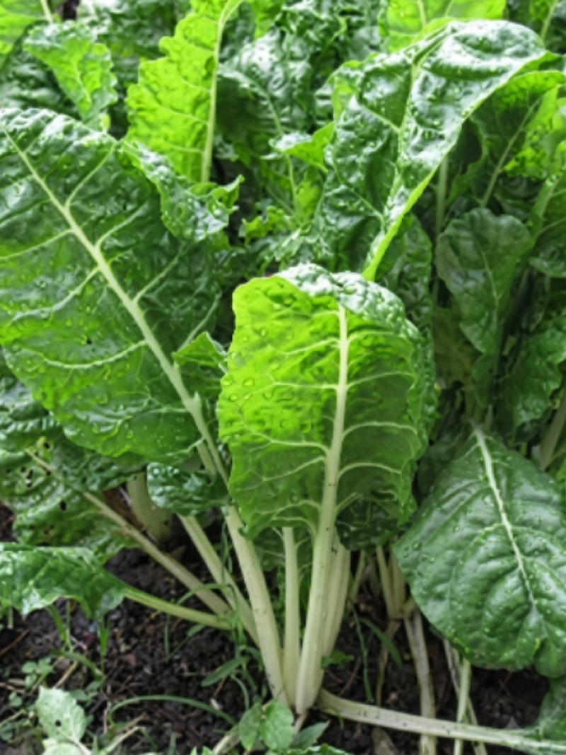 GREEN CHARD SEEDS