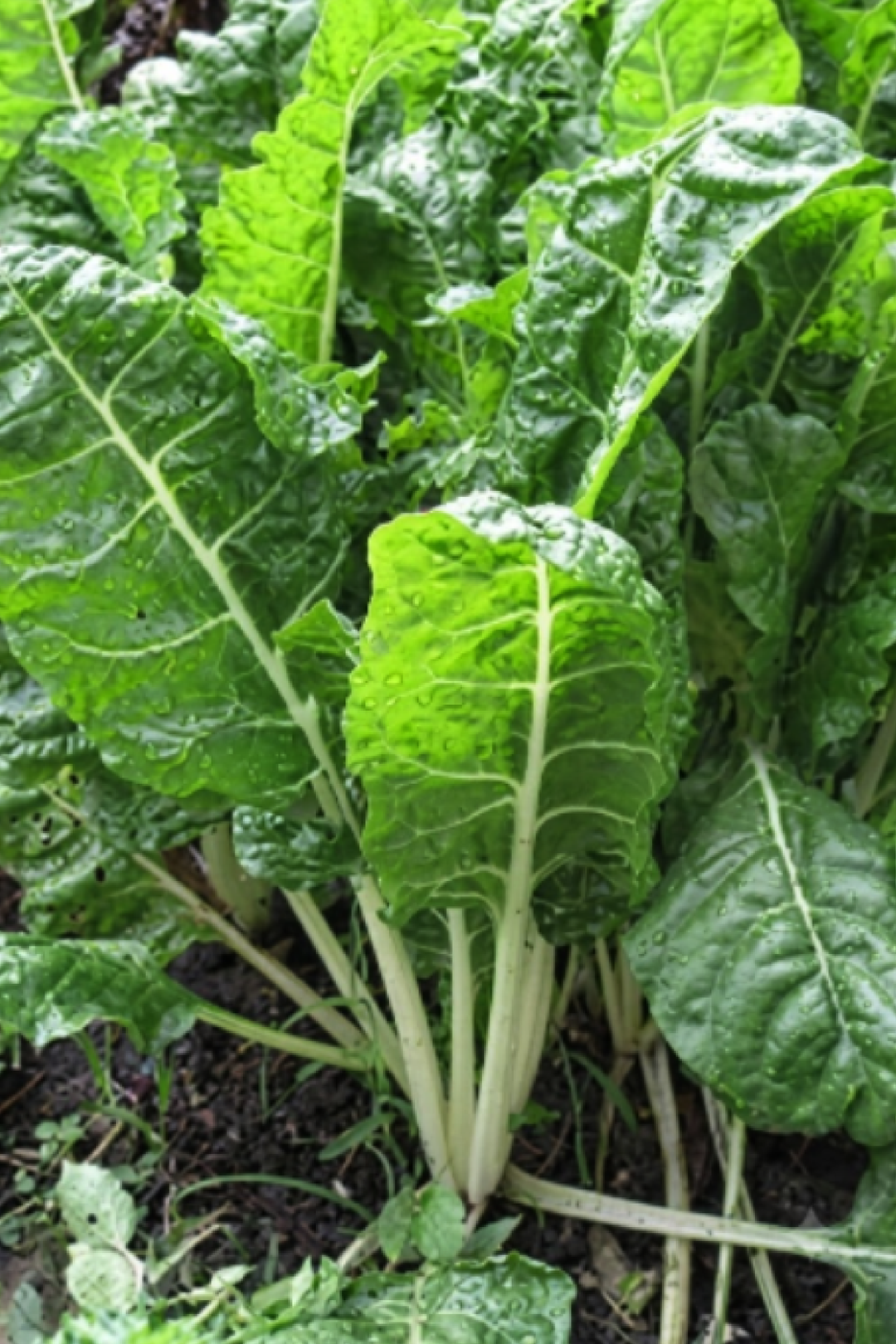 GREEN CHARD SEEDS