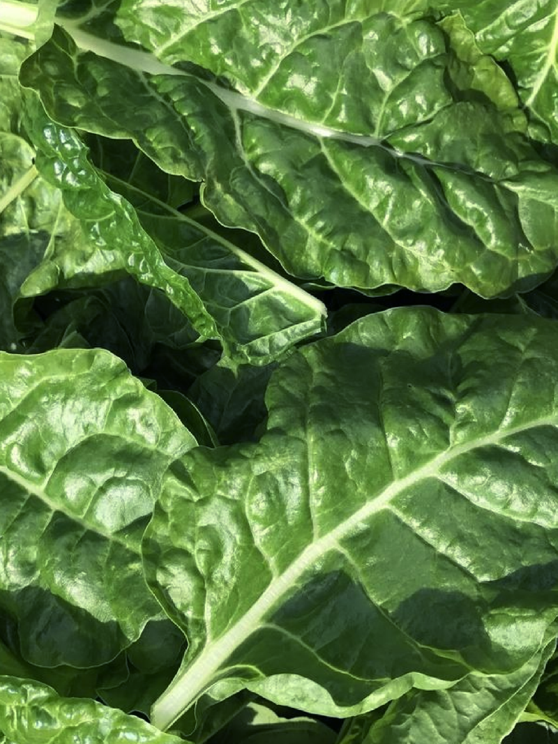 GREEN CHARD SEEDS