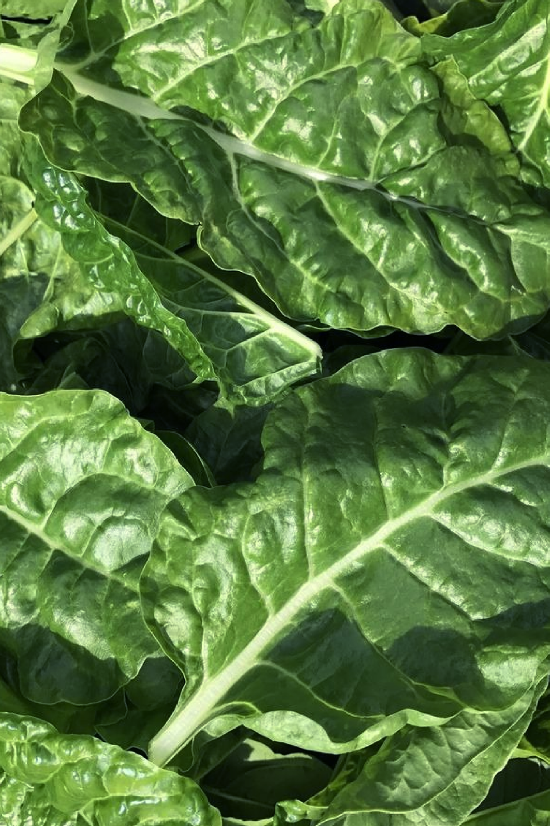 GREEN CHARD SEEDS
