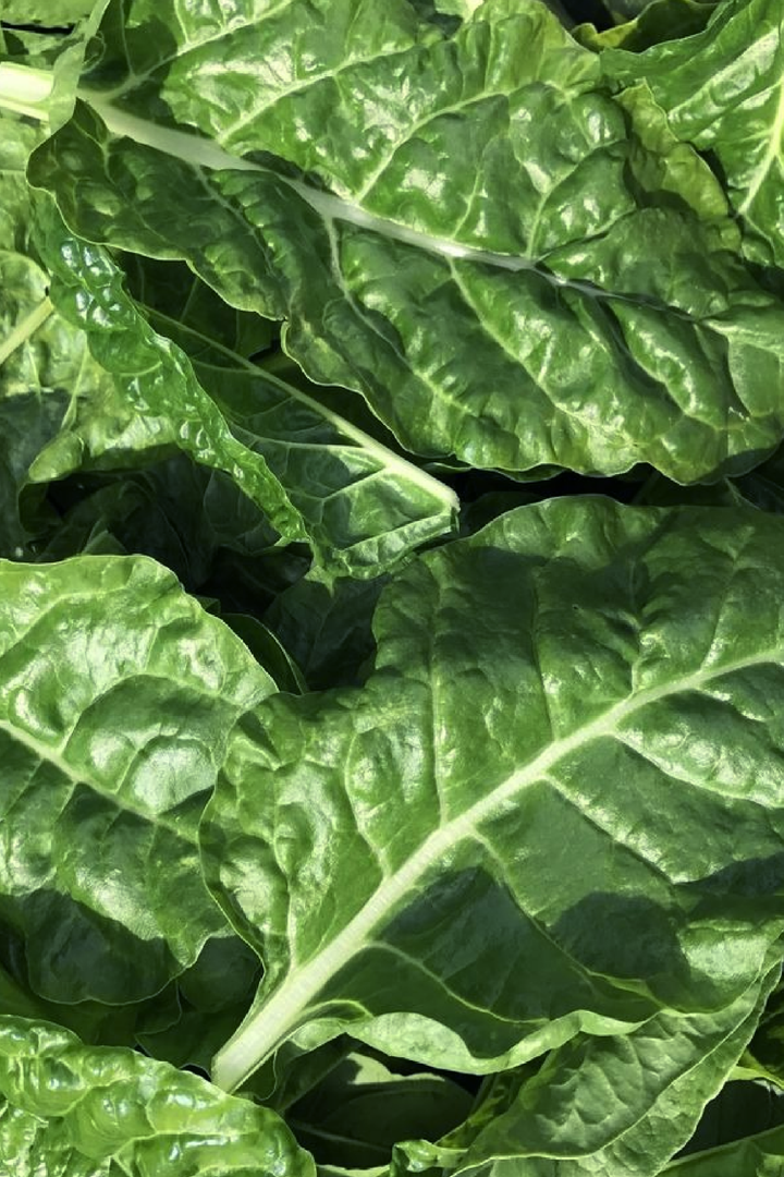 GREEN CHARD SEEDS