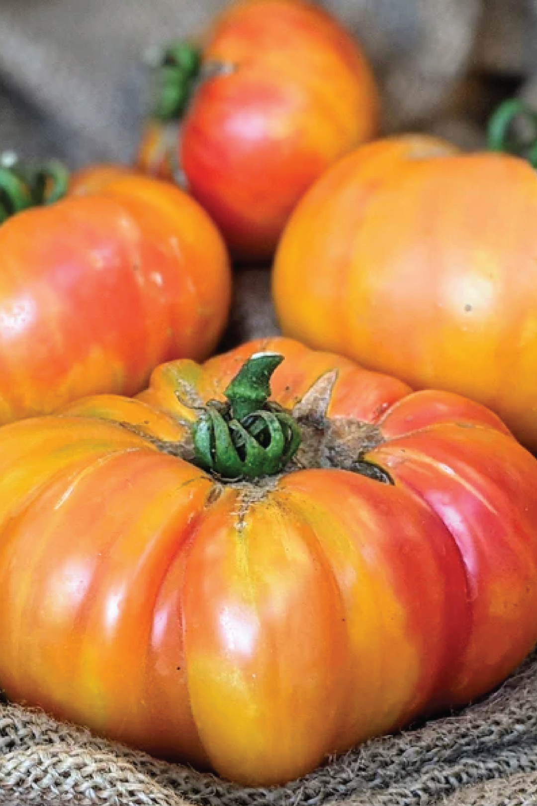 ORGANIC BIG RAINBOW TOMATO SEEDLING <br> شتلات الطماطم بيج رينبو العضوية