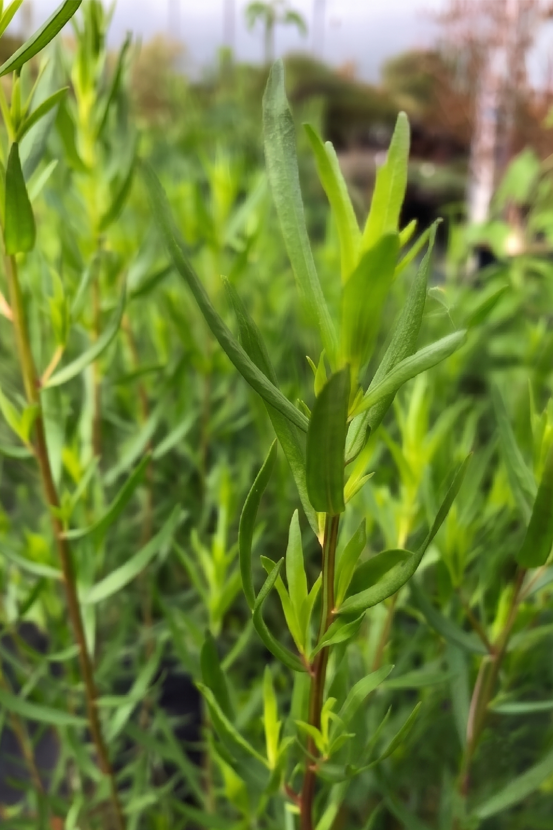 ORGANIC TARRAGON SEEDLING